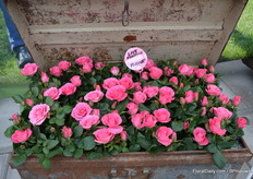 The Love Fragrance Parfume, as you'd guess a flower with a delicious smell